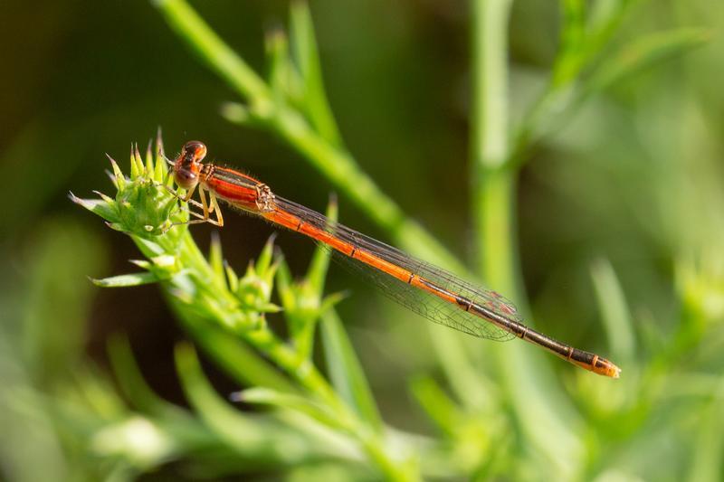 Photo of Citrine Forktail