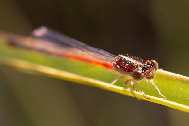 Photo of Citrine Forktail