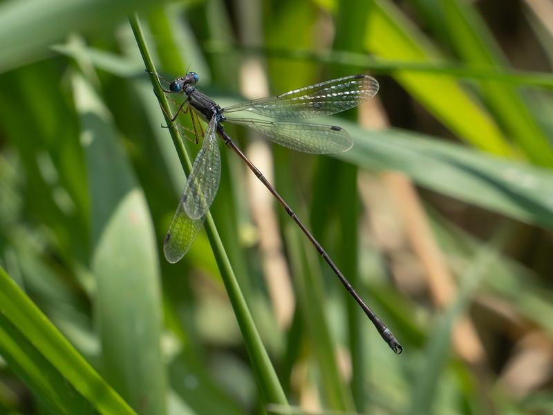 Photo of Slender Spreadwing