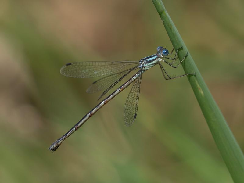 Photo of Slender Spreadwing