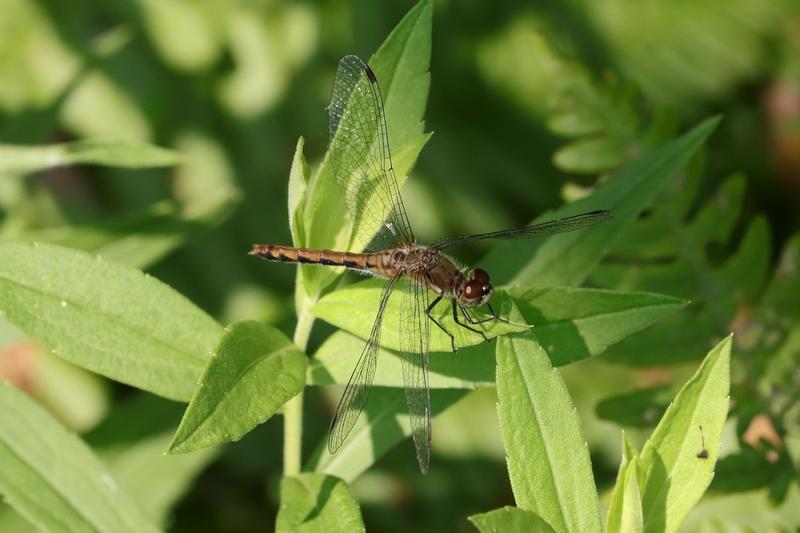 Photo of White-faced Meadowhawk