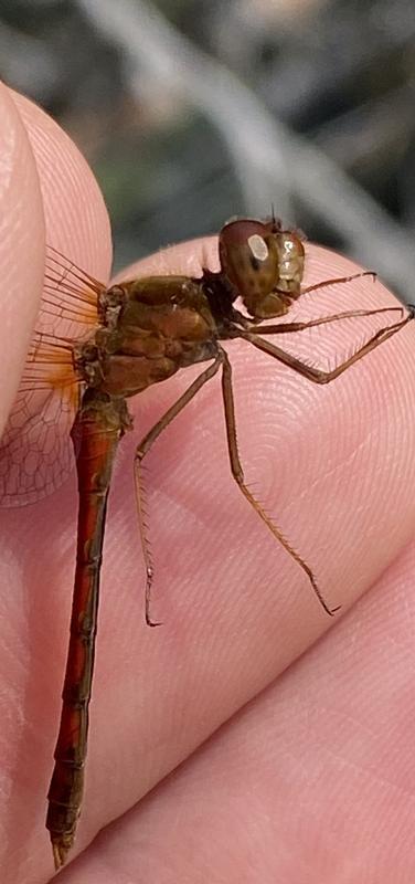 Photo of Autumn Meadowhawk