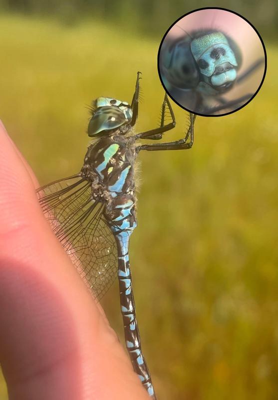Photo of Canada Darner