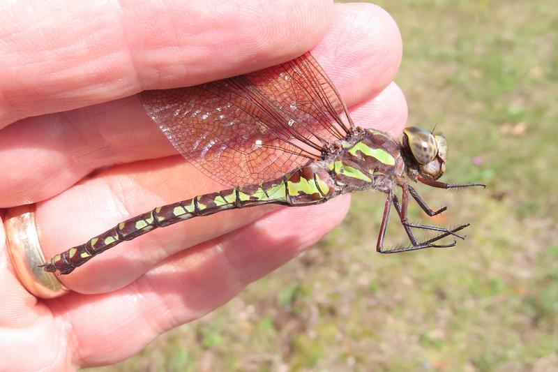 Photo of Green-striped Darner