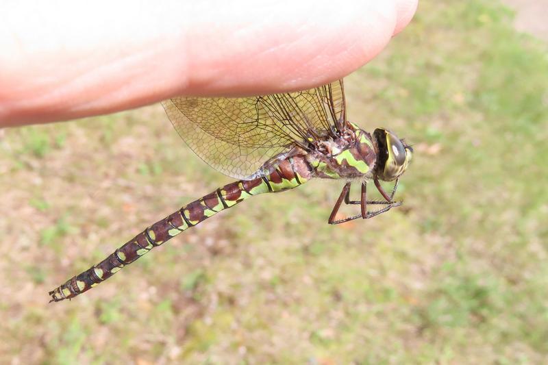 Photo of Green-striped Darner