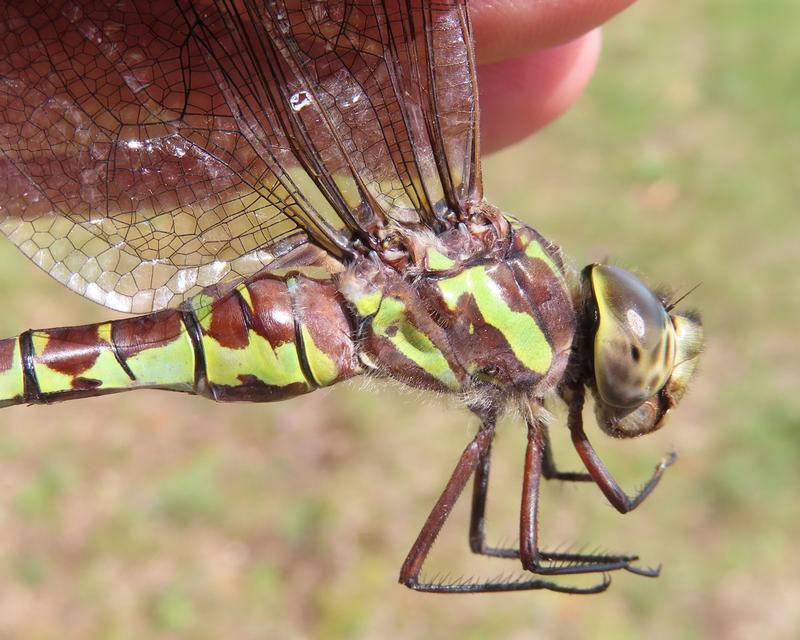 Photo of Green-striped Darner