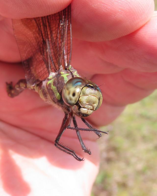 Photo of Green-striped Darner