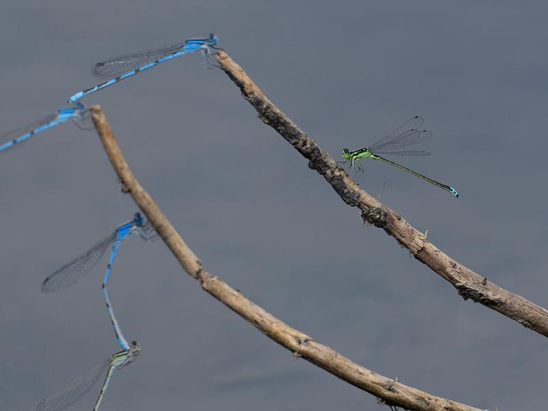 Photo of Eastern Forktail