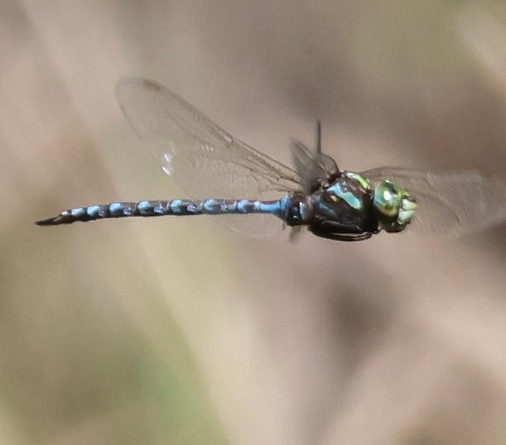 Photo of Canada Darner