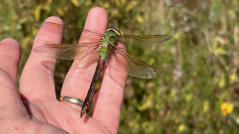 Photo of Common Green Darner