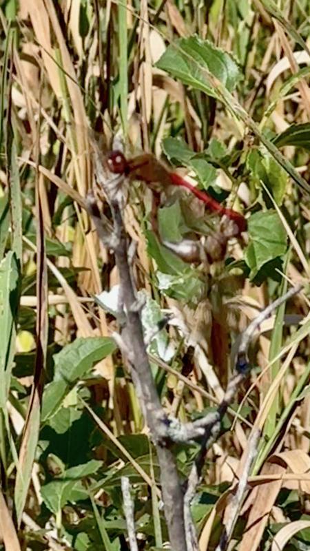 Photo of Autumn Meadowhawk
