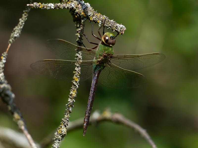 Photo of Common Green Darner