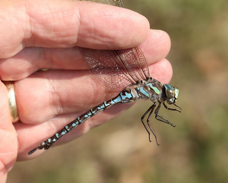 Photo of Canada Darner