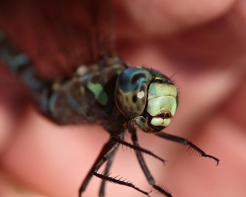 Photo of Canada Darner