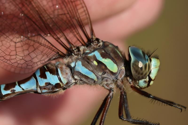 Photo of Canada Darner