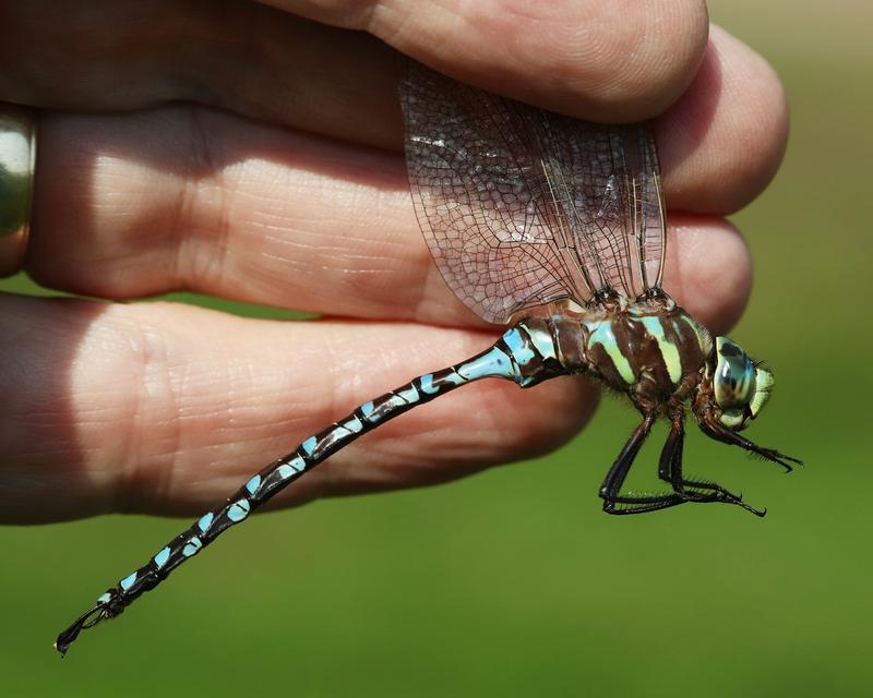 Photo of Lance-tipped Darner