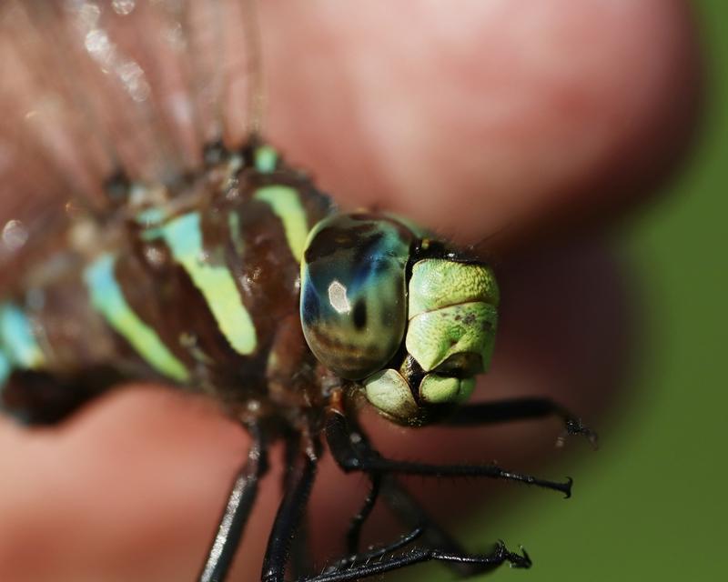 Photo of Lance-tipped Darner