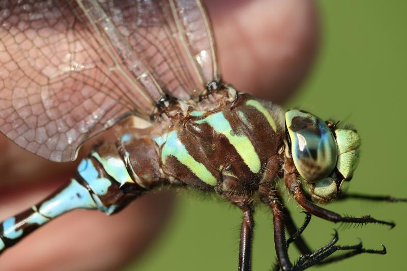 Photo of Lance-tipped Darner