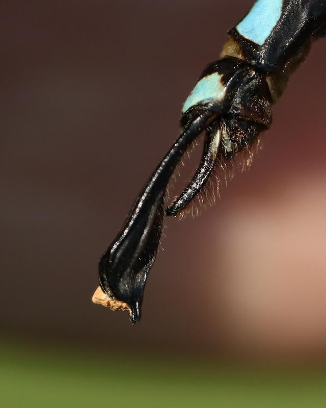 Photo of Lance-tipped Darner