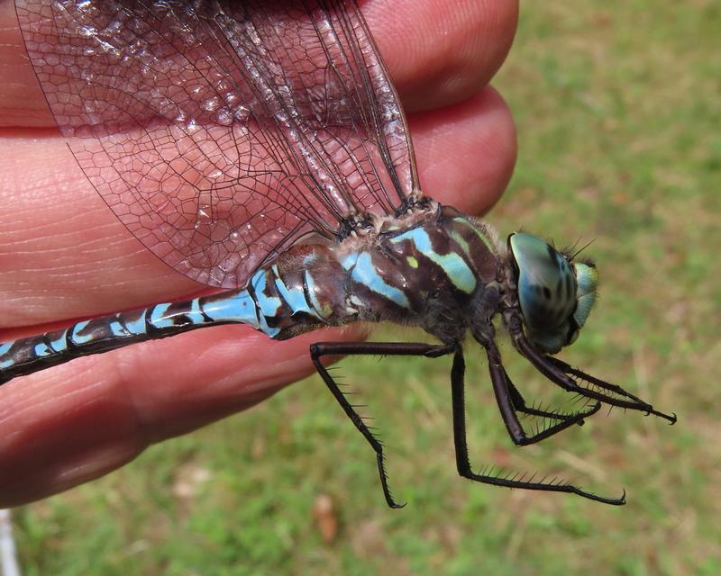 Photo of Canada Darner
