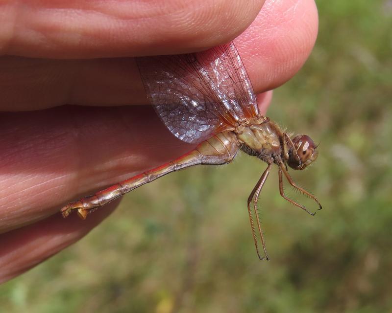 Photo of Autumn Meadowhawk