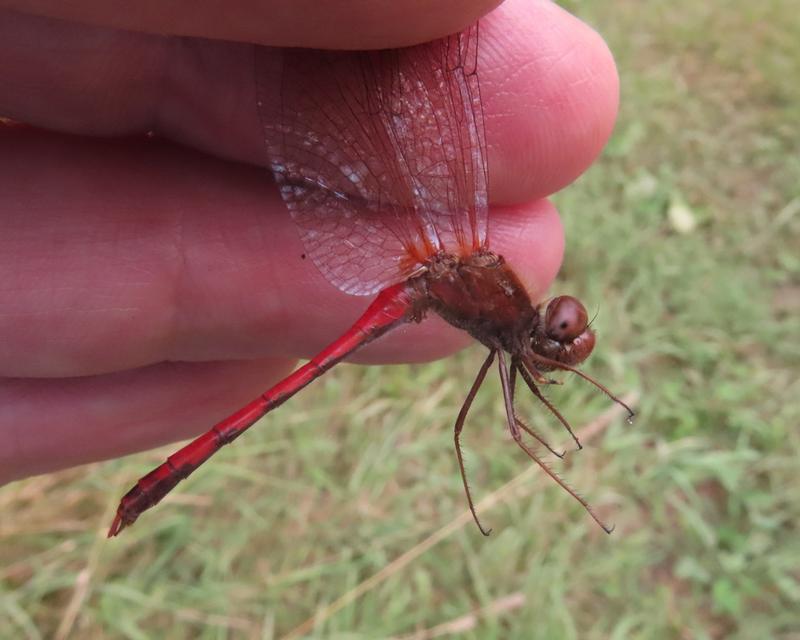 Photo of Autumn Meadowhawk