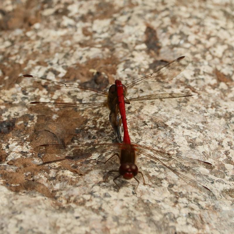 Photo of Autumn Meadowhawk
