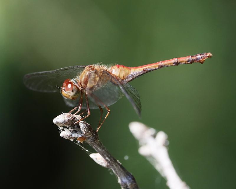 Photo of Autumn Meadowhawk