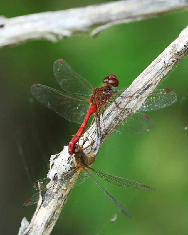 Photo of Autumn Meadowhawk