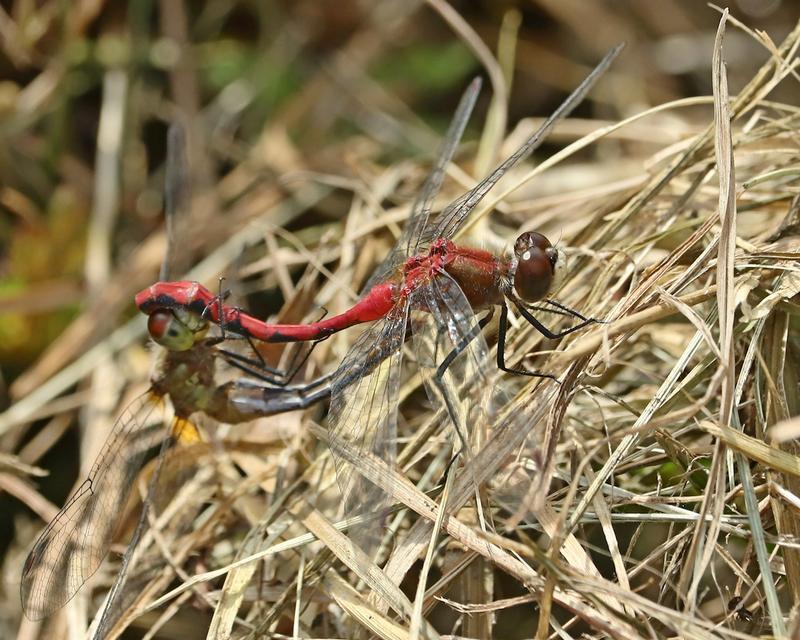 Photo of Autumn Meadowhawk