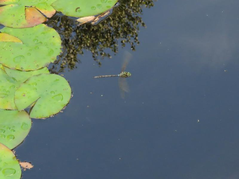 Photo of Shadow Darner