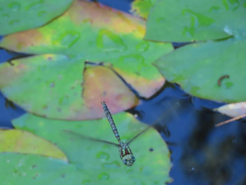 Photo of Shadow Darner