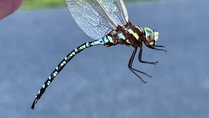 Photo of Lance-tipped Darner