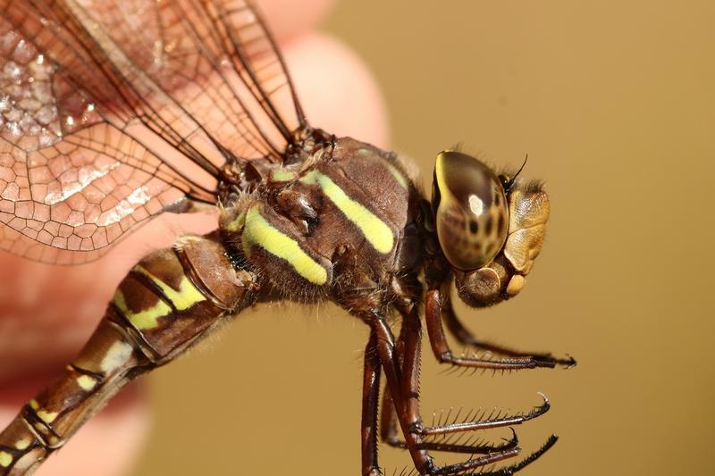 Photo of Shadow Darner