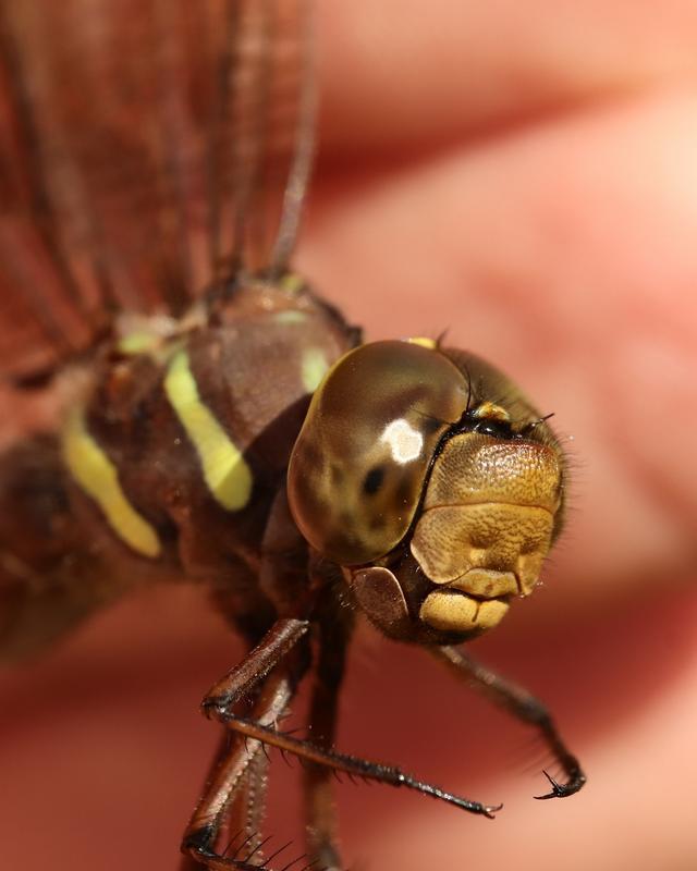 Photo of Shadow Darner