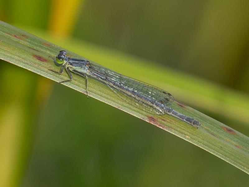 Photo of Eastern Forktail
