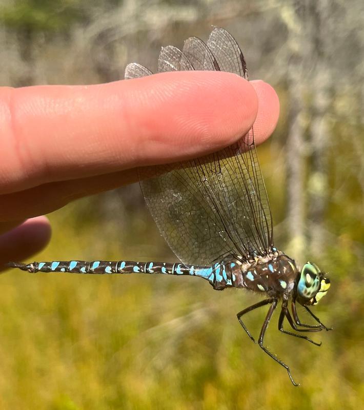 Photo of Variable Darner
