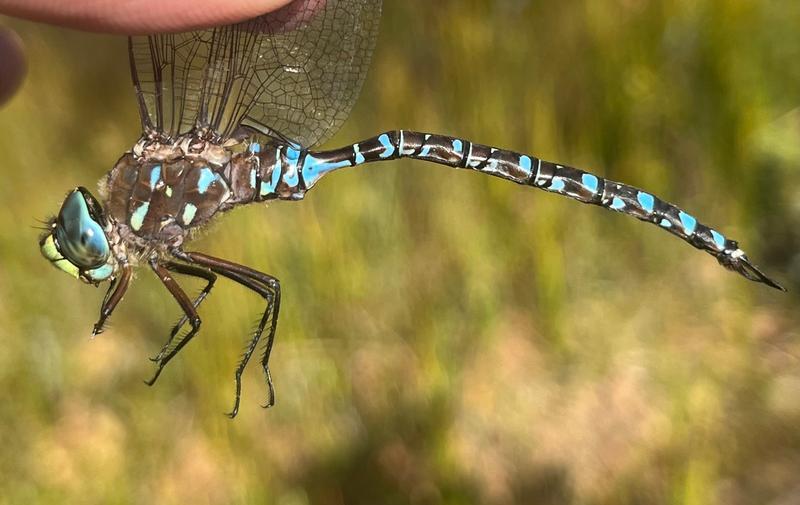 Photo of Variable Darner