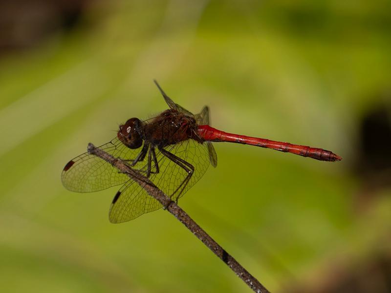 Photo of Autumn Meadowhawk