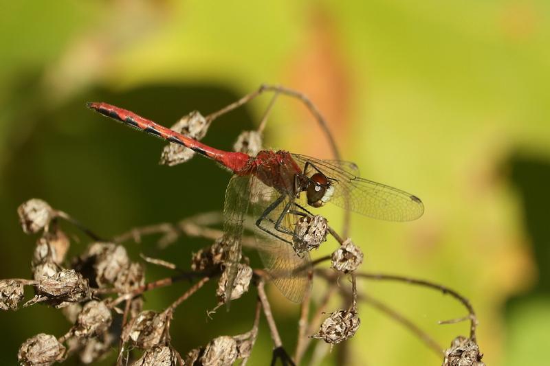 Photo of White-faced Meadowhawk
