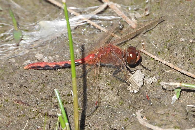 Photo of Cherry-faced Meadowhawk