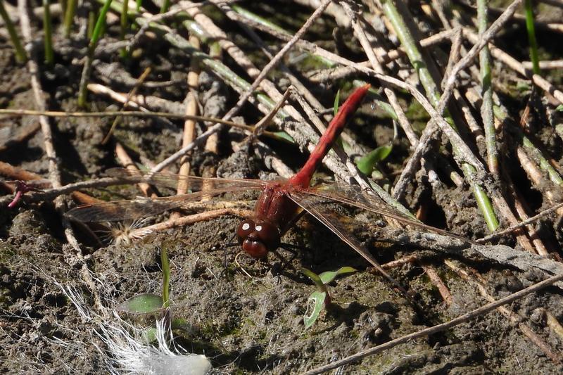 Photo of Cherry-faced Meadowhawk
