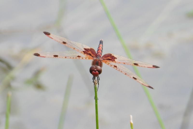 Photo of Calico Pennant