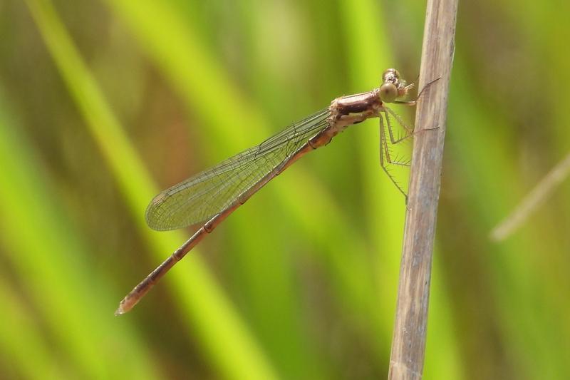 Photo of Spotted Spreadwing