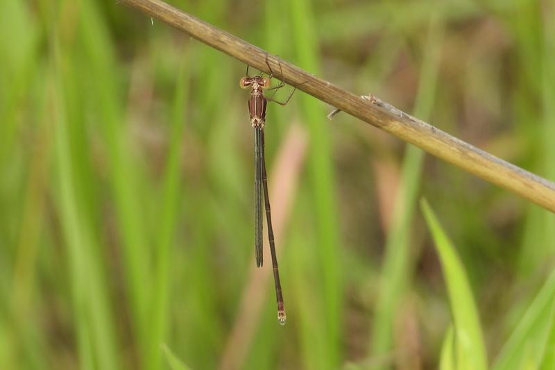 Photo of Spotted Spreadwing
