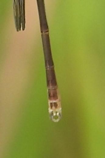 Photo of Spotted Spreadwing