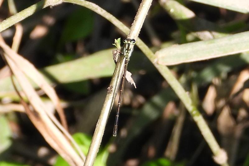 Photo of Fragile Forktail