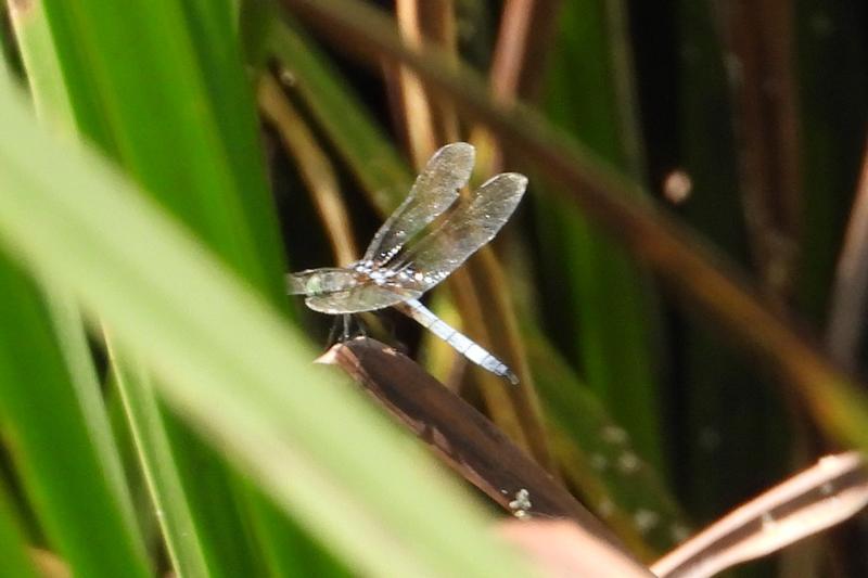 Photo of Blue Dasher