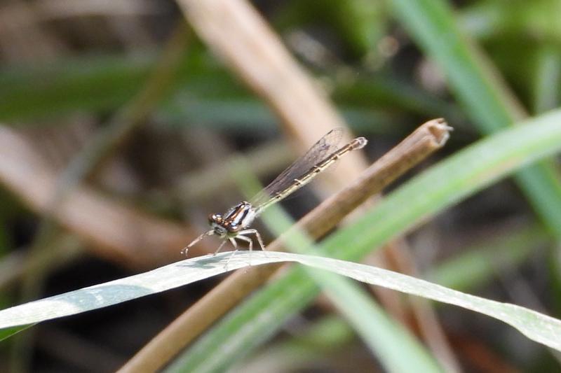 Photo of Fragile Forktail