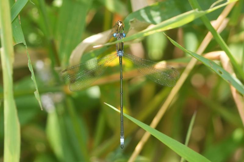 Photo of Swamp Spreadwing